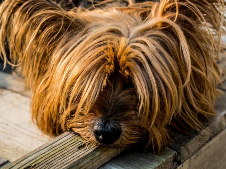 Muse du Yorkshire