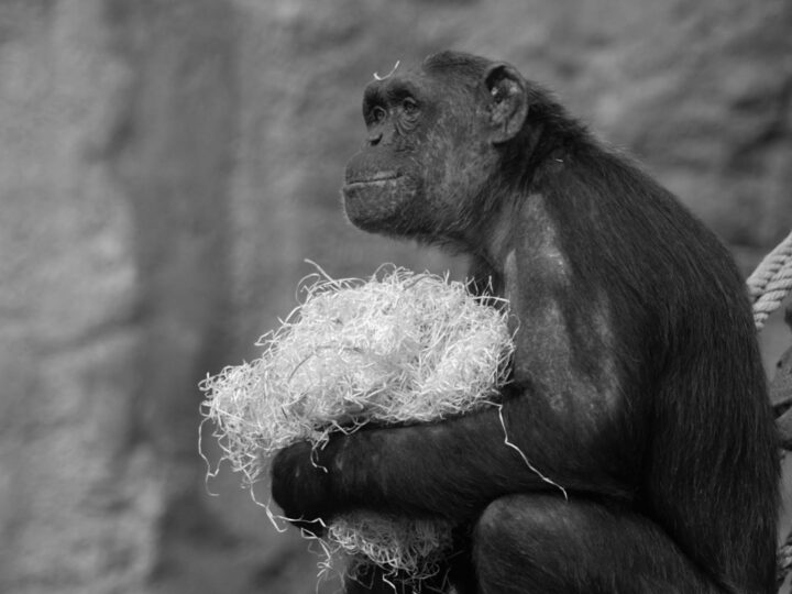 Zoolgico de Aalborg