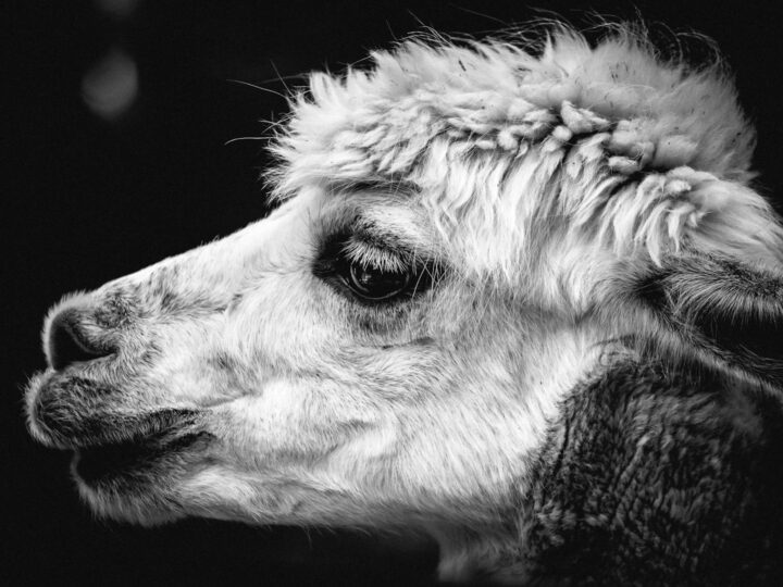 Zoolgico de Aalborg