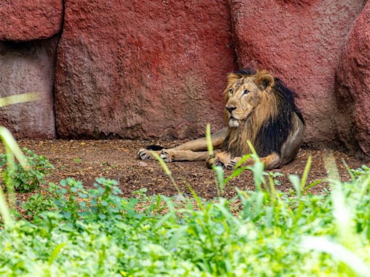 Zoolgico de Aalborg