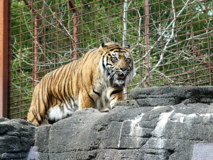 Zoolgico de Aalborg