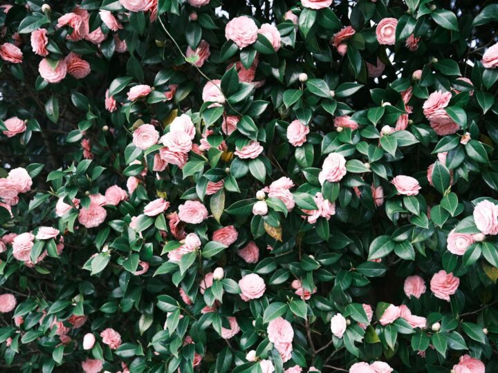 Jardn de aclimatacin