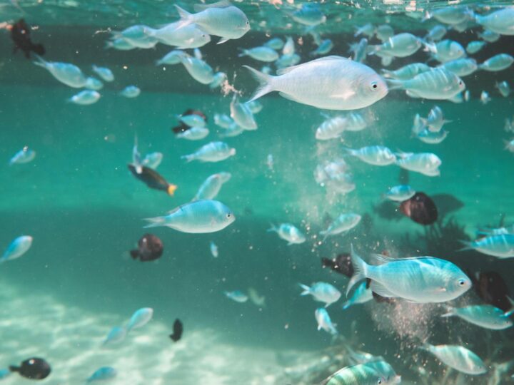ACQUAin ACQUAPARK  Piscine Andalo Life