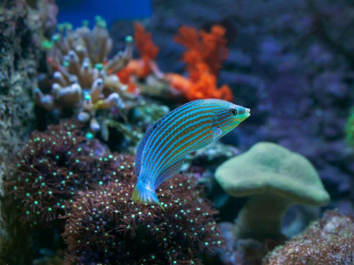 ACQUAin ACQUAPARK  Piscine Andalo Life