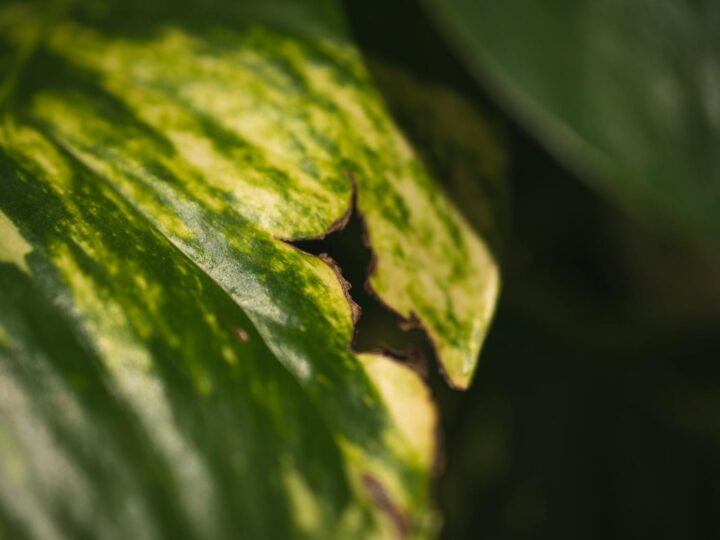 Aurum