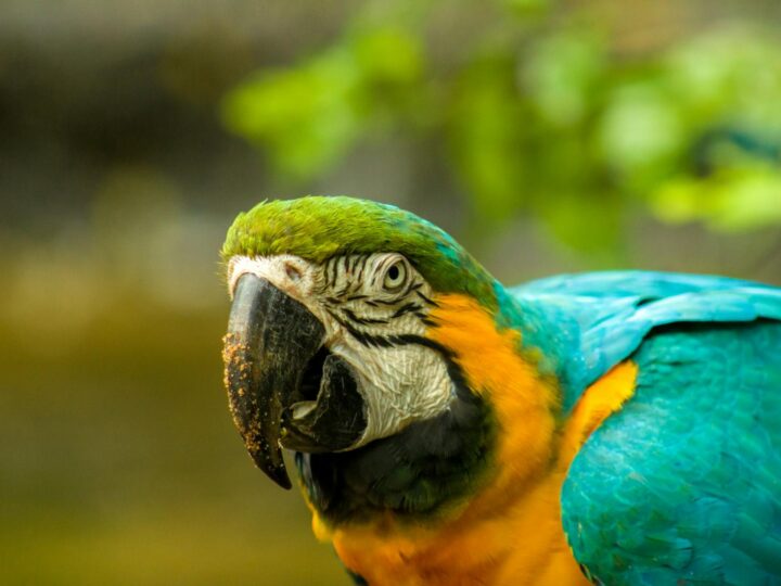 AVENTURA AMAZONIA MARBELLA
