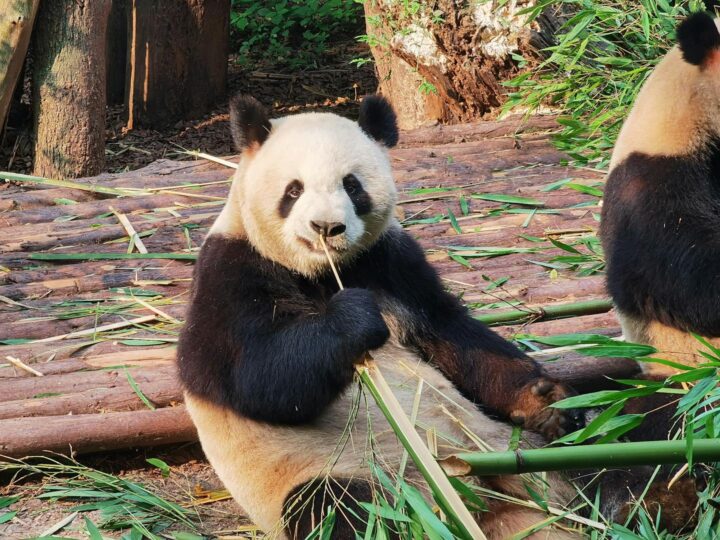 Parque de Osos en Tychy
