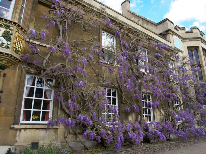 Orto Botanico dellUniversit di Cambridge