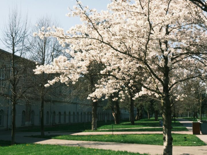 Cherry Hinton Hall Park