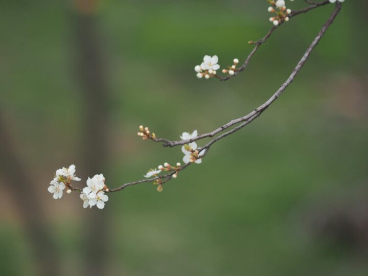 Cherry Hinton Hall Park