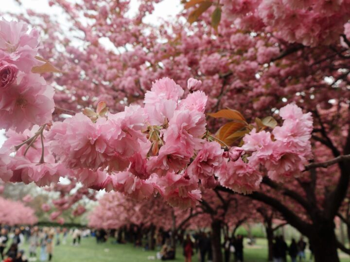 Cherry Hinton Hall Park