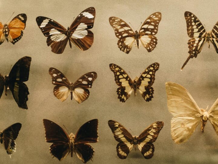 Museo Cvico de Ciencias Naturales en Brgamo