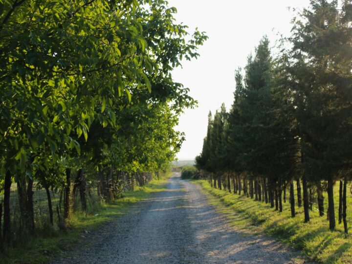Park krajobrazowy Cudmore Grove