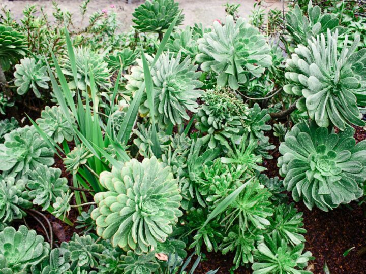 Giardino di San Francisco
