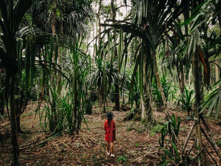 Trekking en la selva