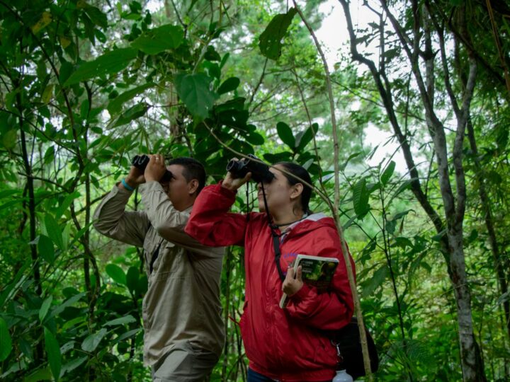 Trekking en la selva