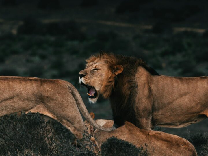 O parque de Leo