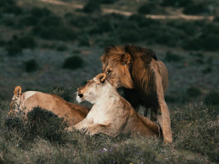 O parque de Leo