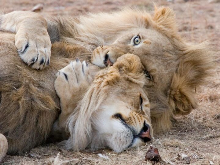 O parque de Leo