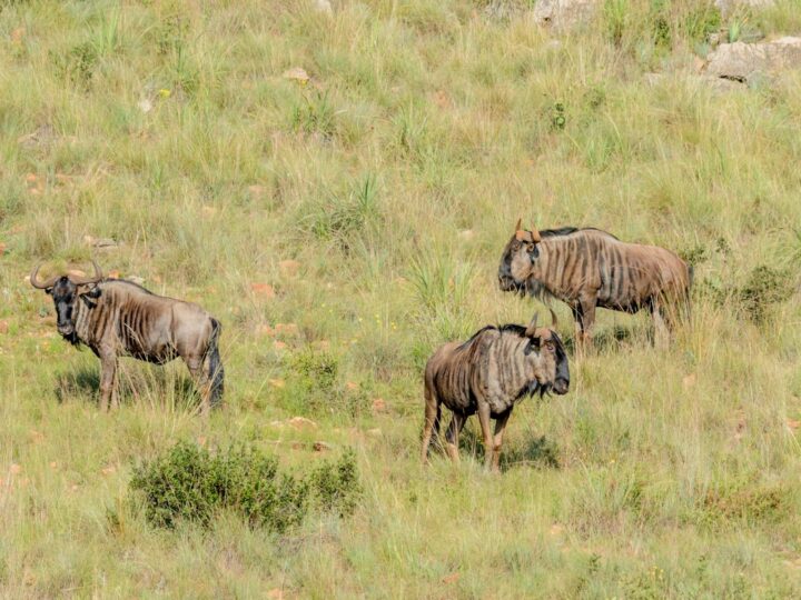 Mara Park