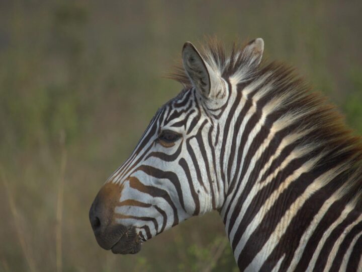 Mara Park
