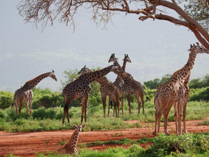 Mara Park