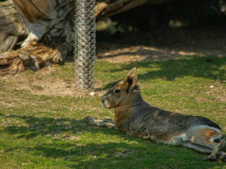 Mara Park