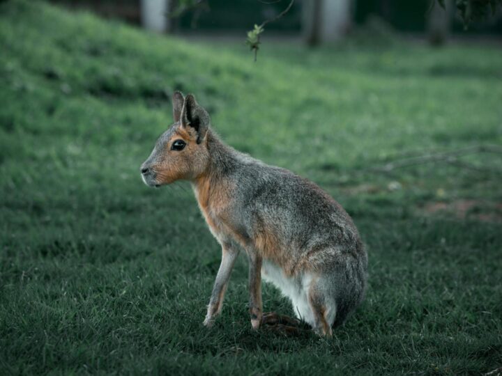 Mara Park