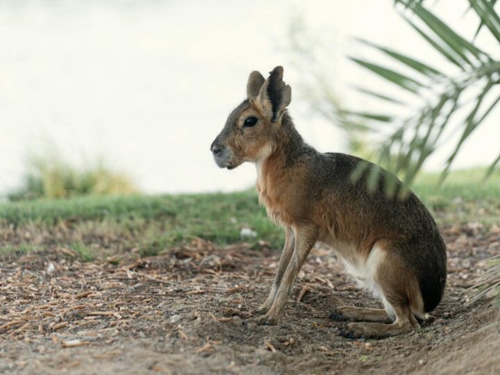 Mara Park