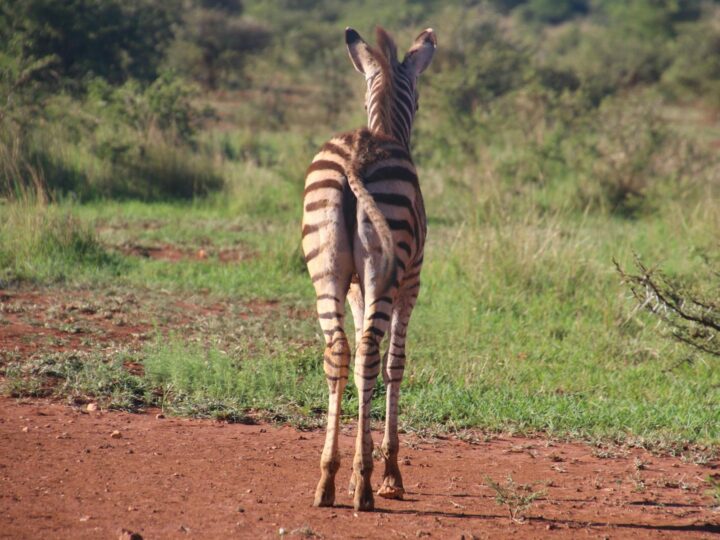 Mara Park