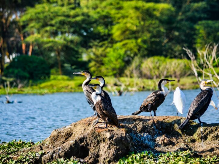 Mara Park