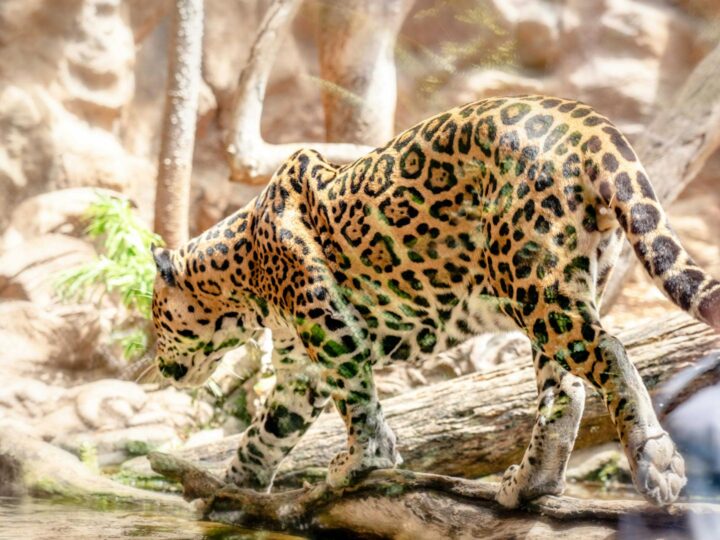 Offenbacher Wald Zoo