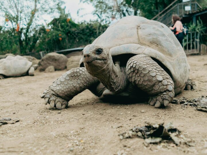Offenbacher Wald Zoo