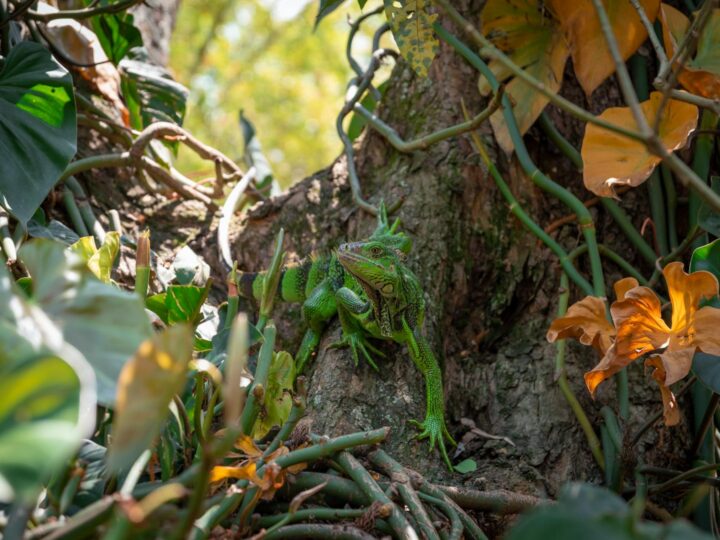 Offenbacher Wald Zoo