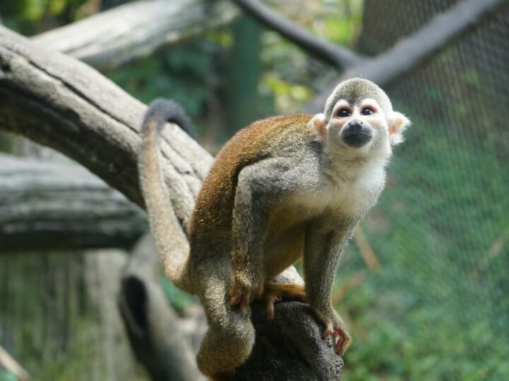 Offenbacher Wald Zoo