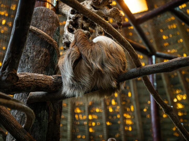 Zoo Rosamond Gifford