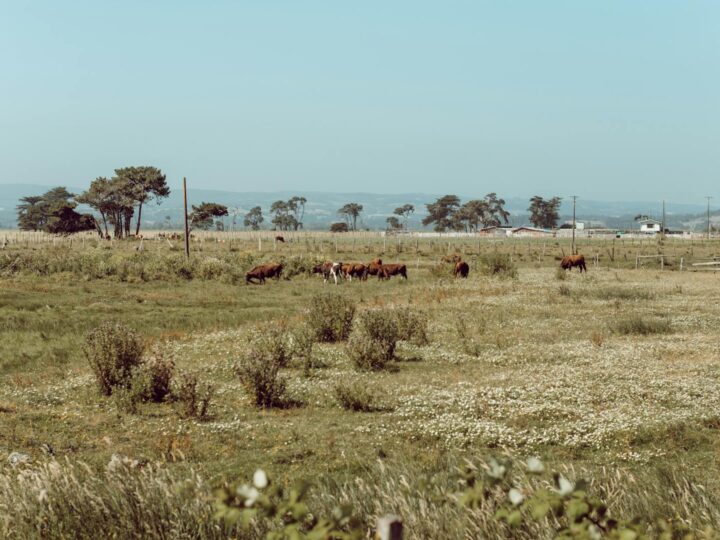 Parque de Saavedra