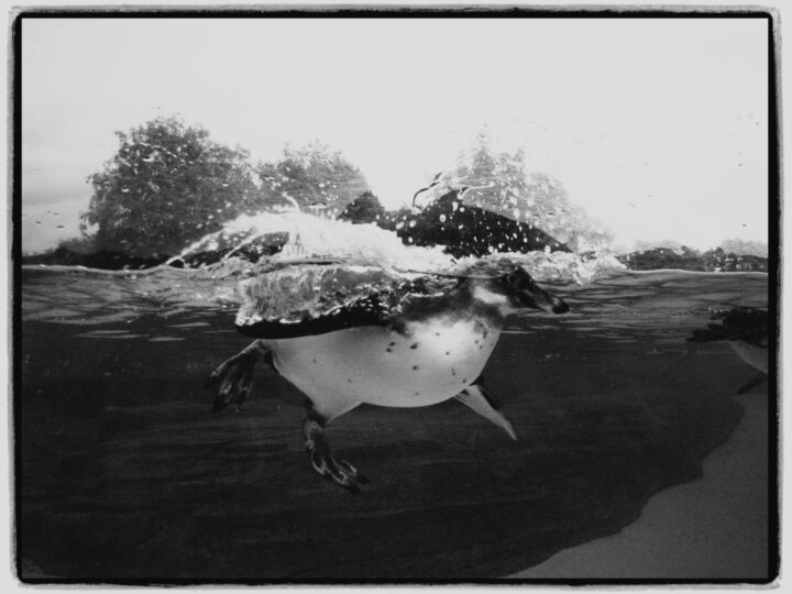 Mundo Splash