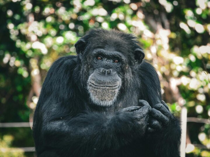 Zoo de Stara Zagora