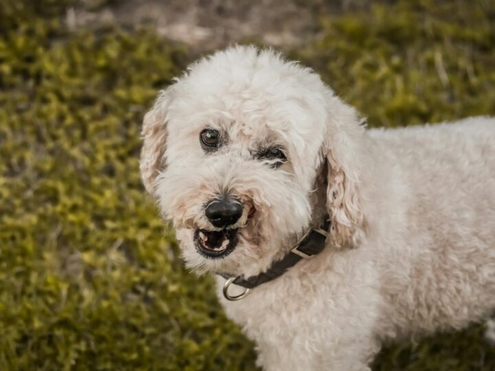Le Jardin des Chiens