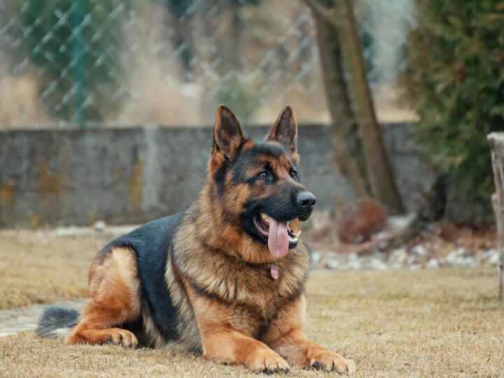 Le Jardin des Chiens