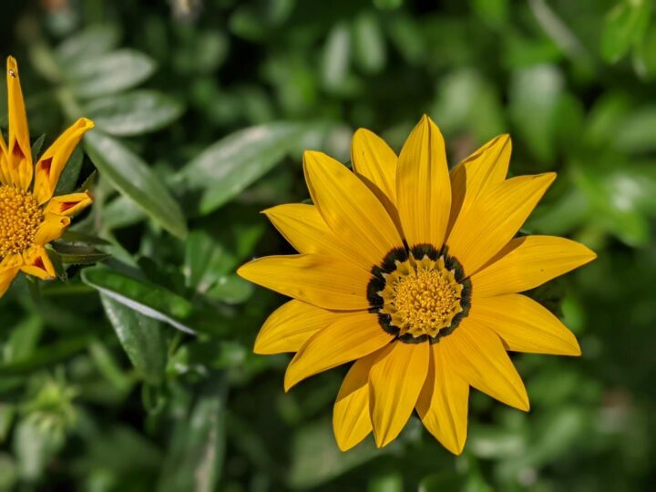 Los Jardines de Ninfa