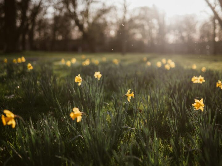 Wandlebury Country Park