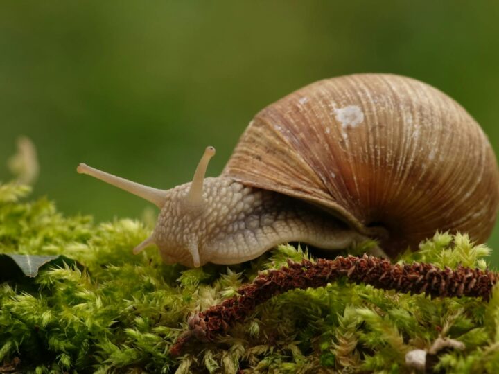 Ochla selvatica