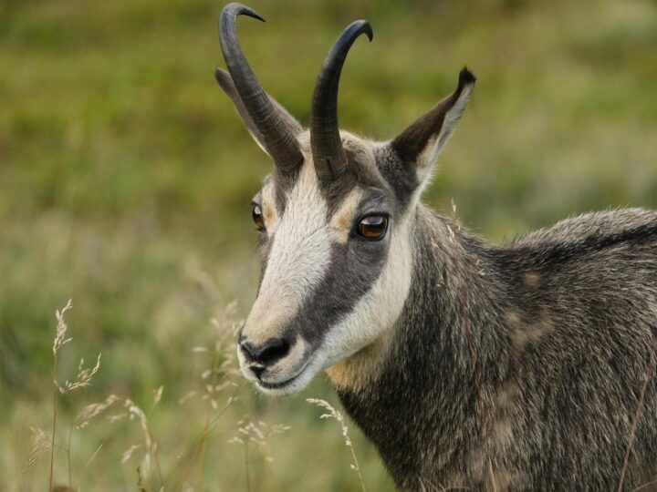 Ochla selvatica