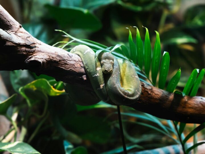 Ochla selvatica