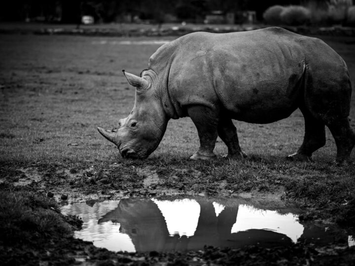 Wildpark Pforzheim