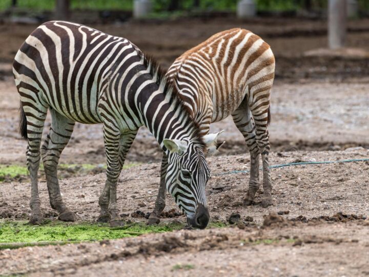 Wildpark Pforzheim