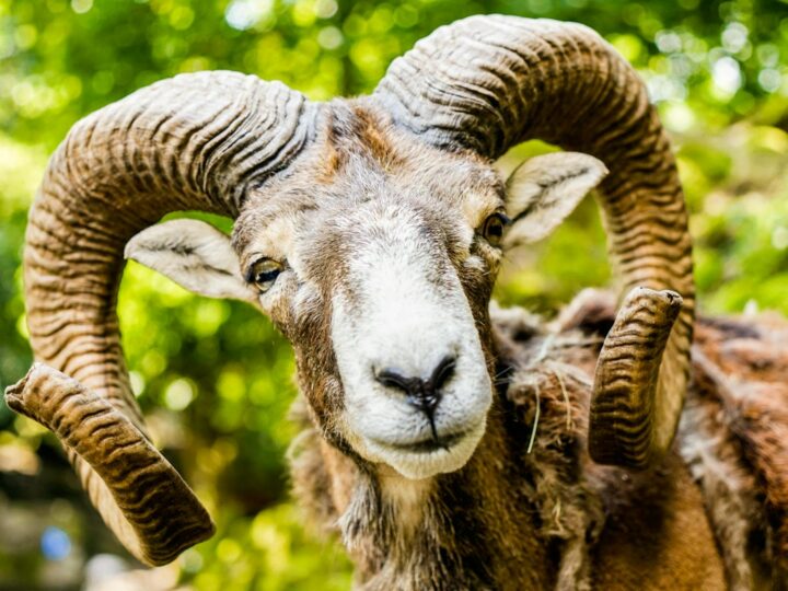 Wildpark Pforzheim