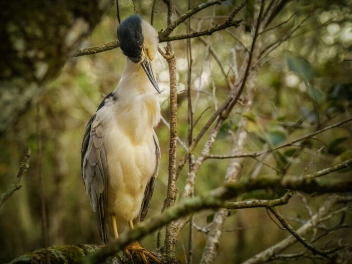Bois des Espeisses